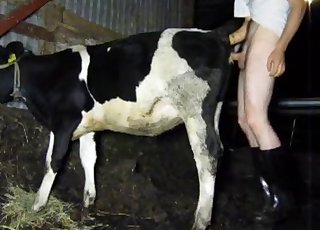 Cow