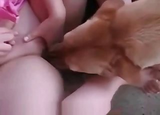Dogs